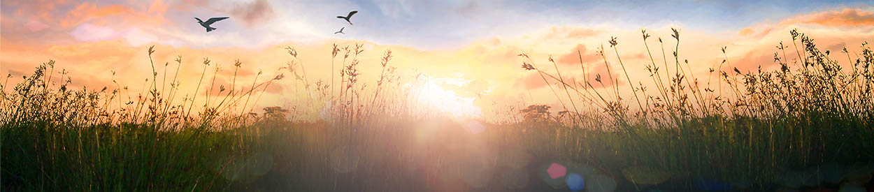 #nivo1 Stepping Stones